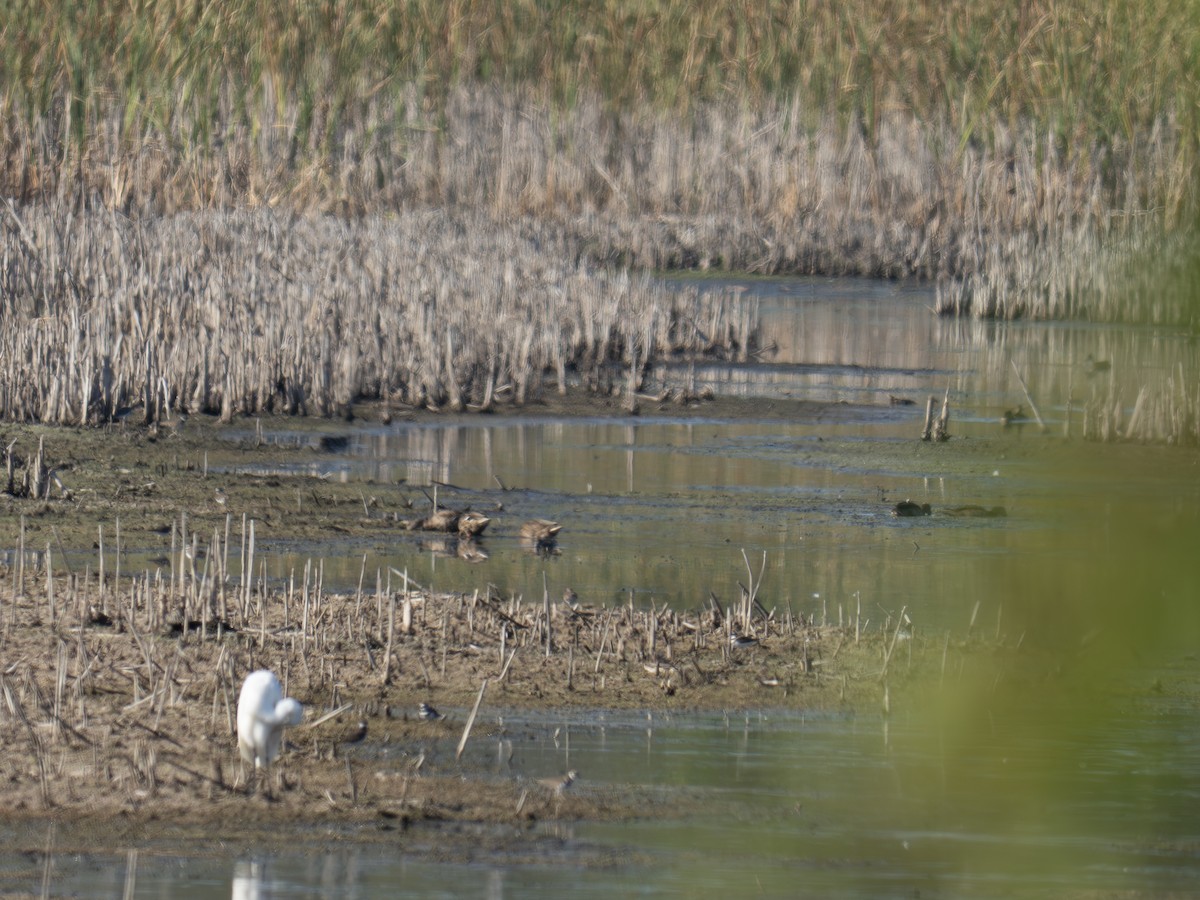 Killdeer - ML642650073