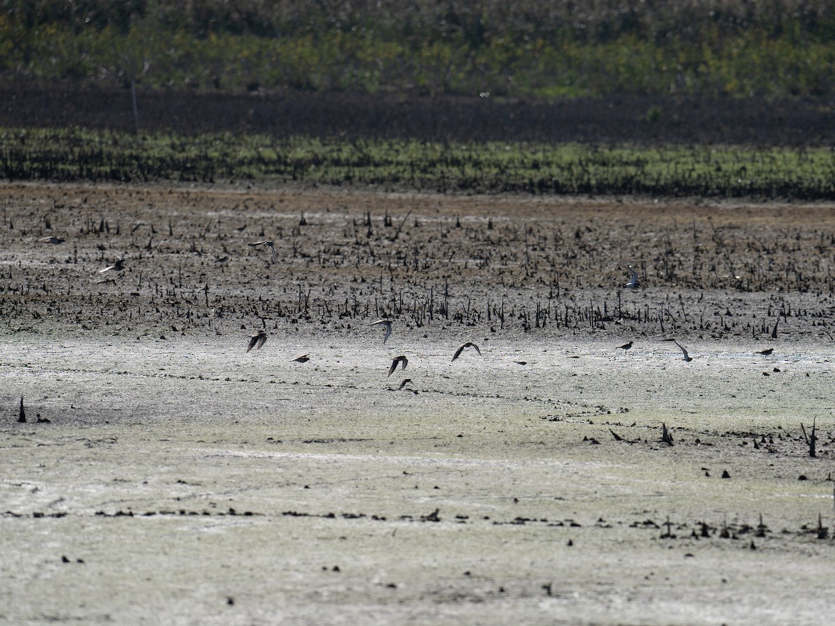 Killdeer - ML642650074