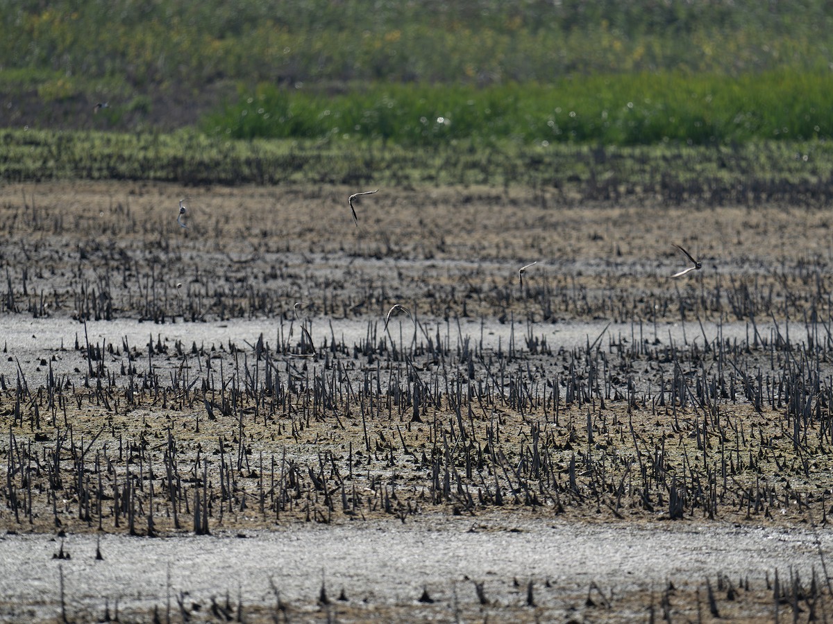 Killdeer - ML642650075