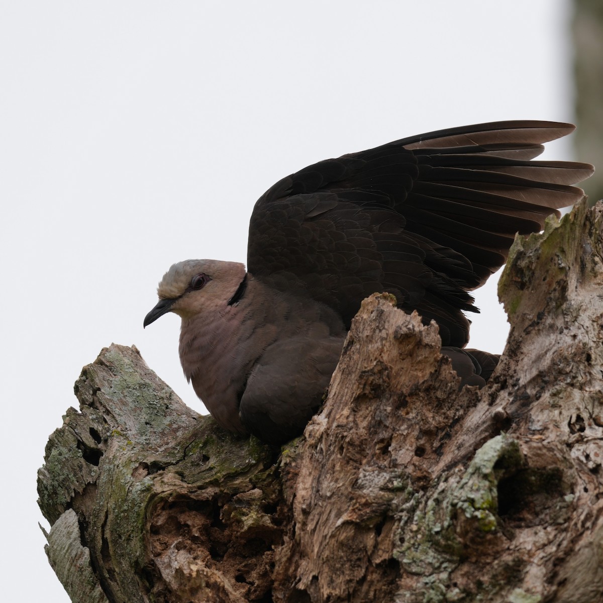 Red-eyed Dove - ML642650089