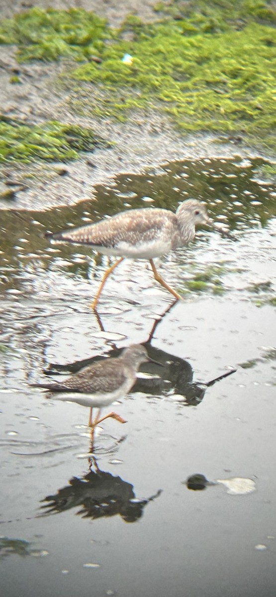 Lesser Yellowlegs - ML642650091