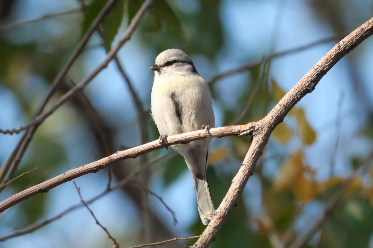 Akça Baştankara - ML642650092