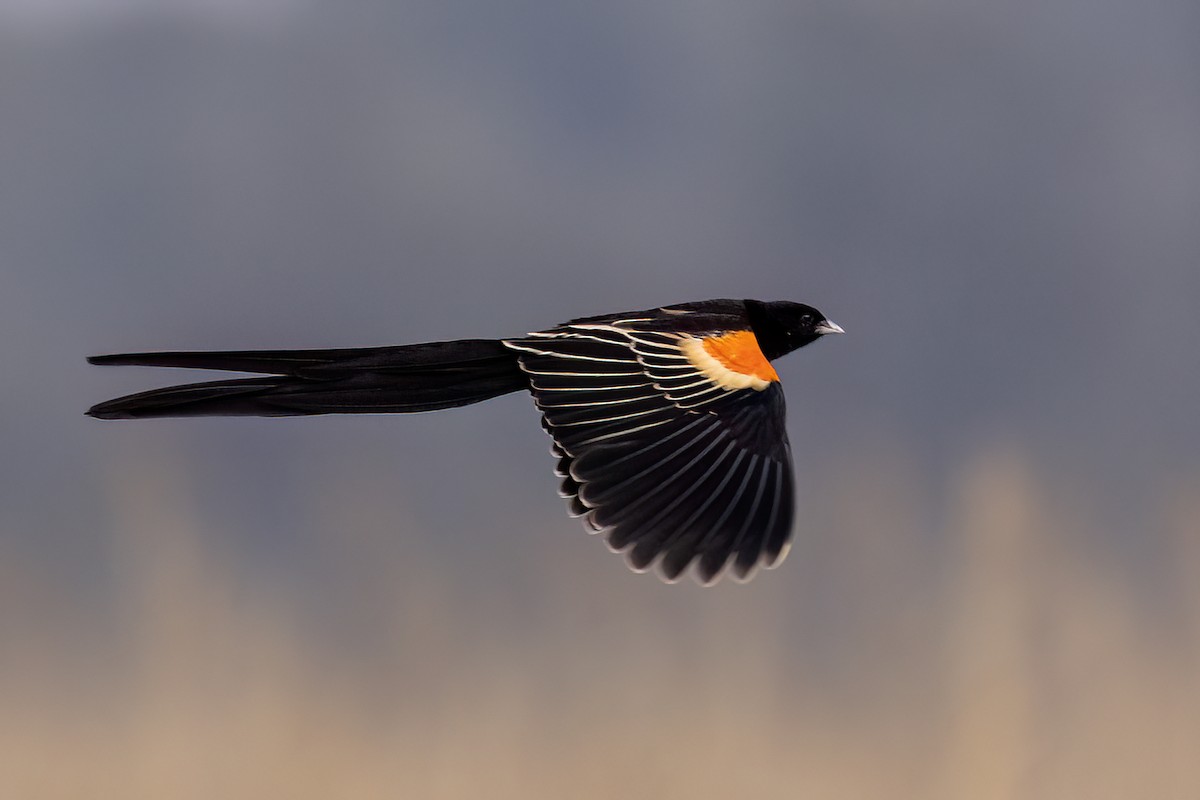 Long-tailed Widowbird - ML642650120