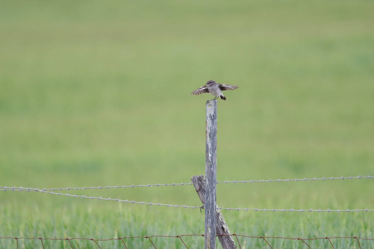 Hooded Robin - ML642650143