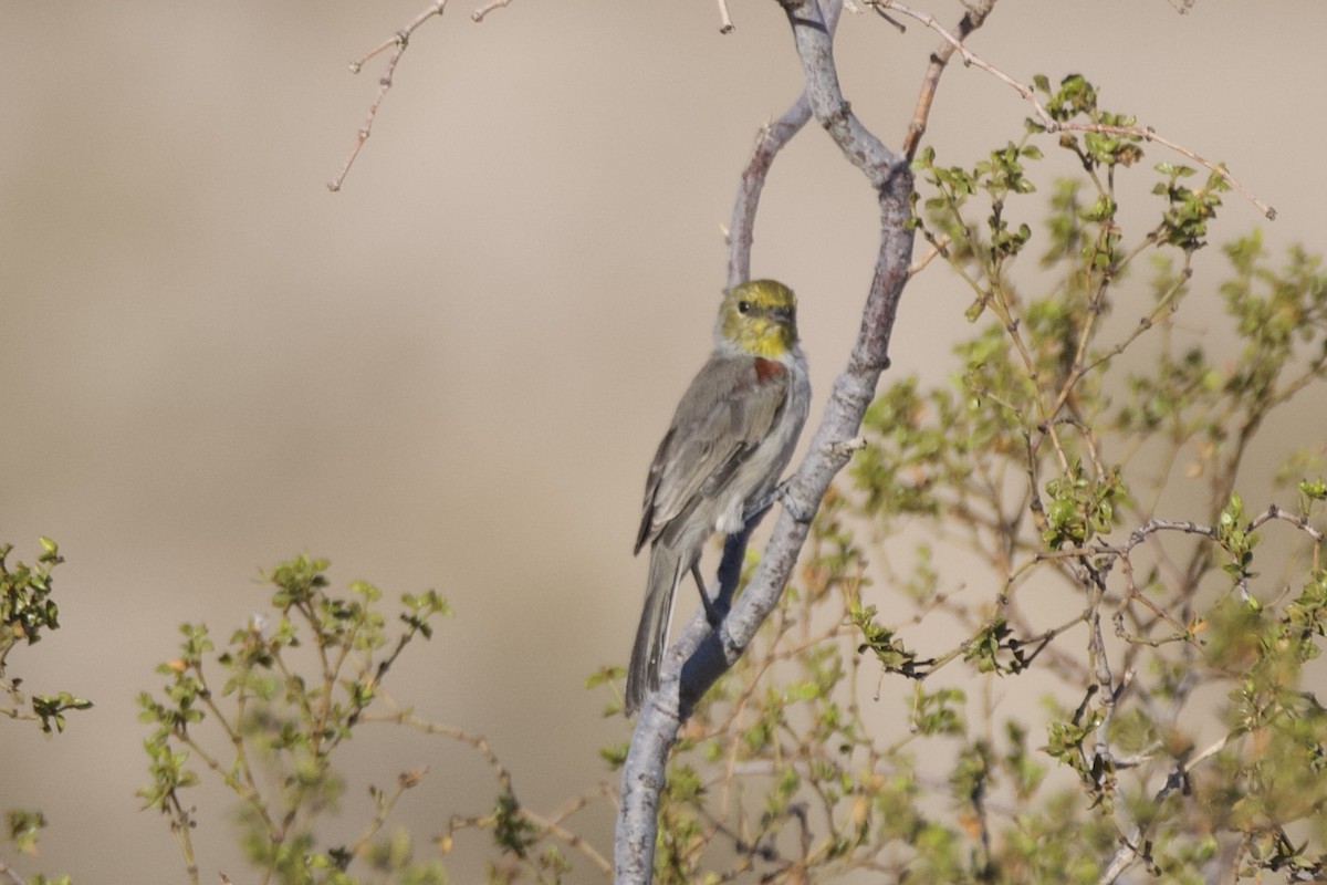 Verdin - ML642650144