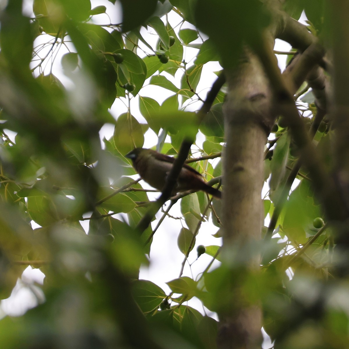 White-rumped Munia - ML642650150