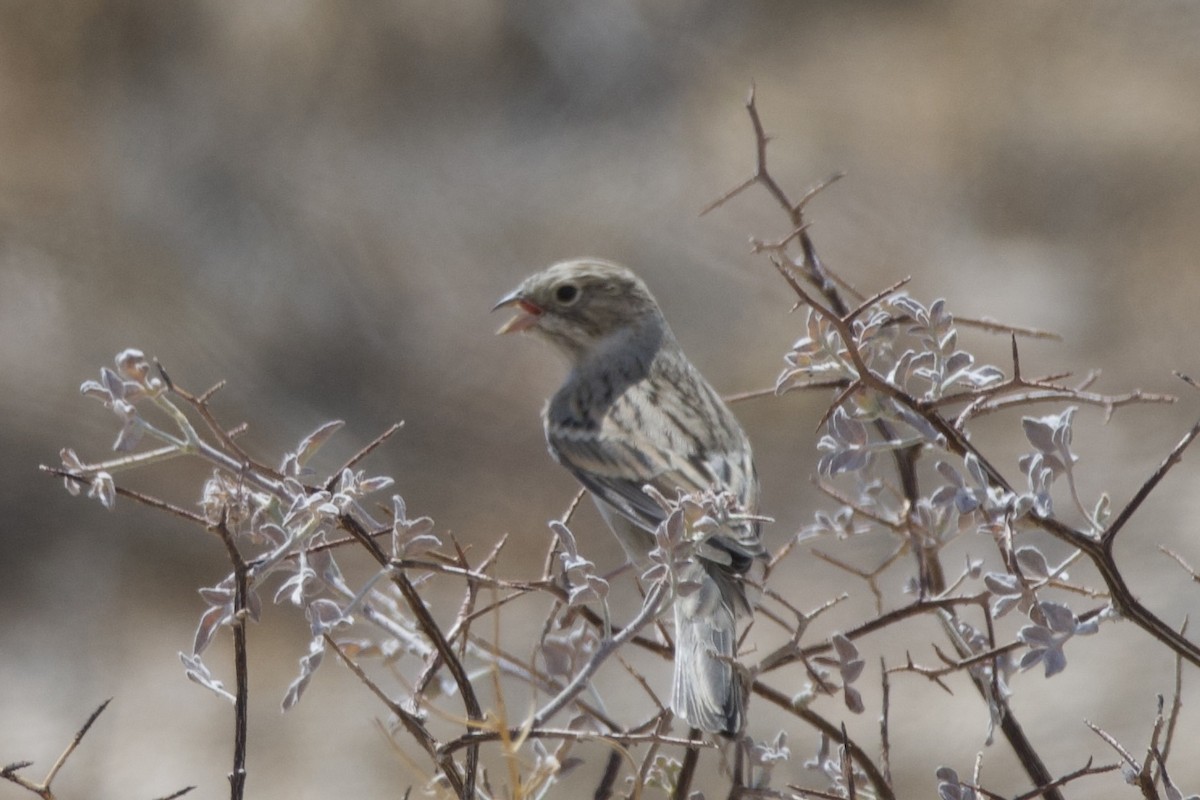 Brewer's Sparrow - ML642650151