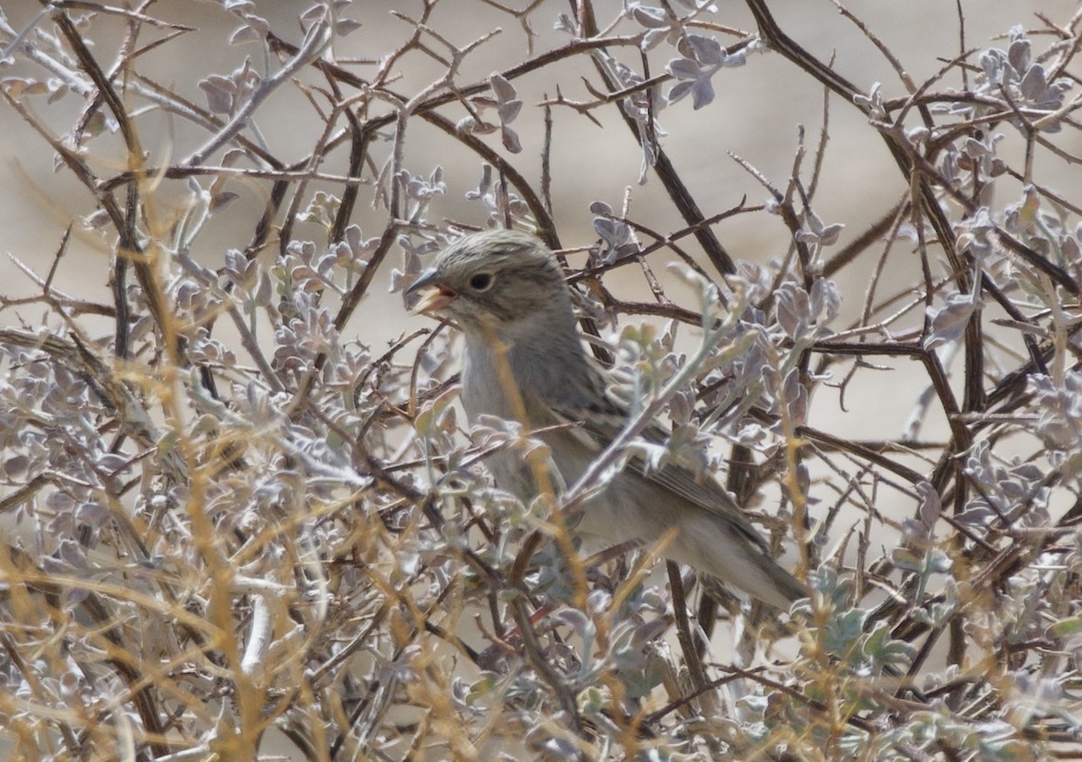 Brewer's Sparrow - ML642650152