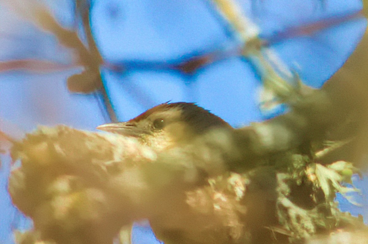 Rufous-fronted Thornbird - ML642650190