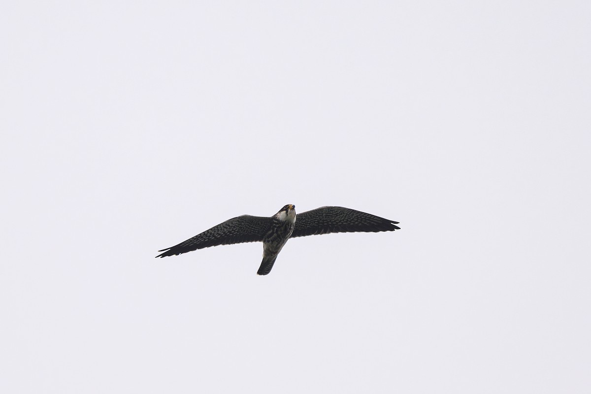 Falco dell'Amur - ML642650194