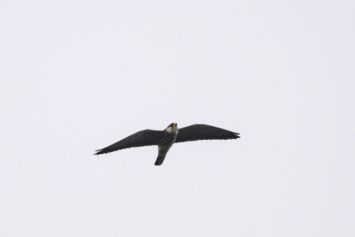 Falco dell'Amur - ML642650195