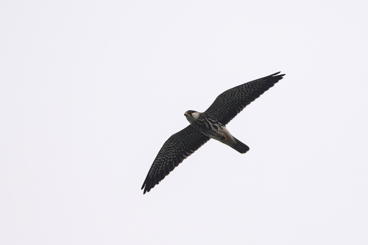 Falco dell'Amur - ML642650196