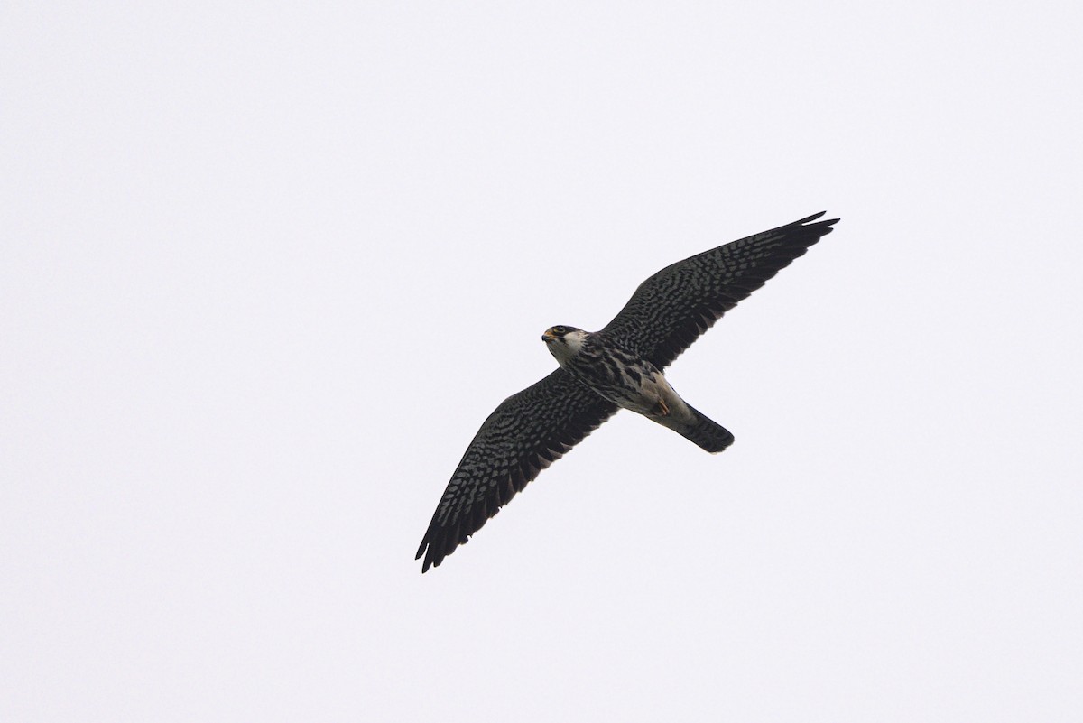 Falco dell'Amur - ML642650197