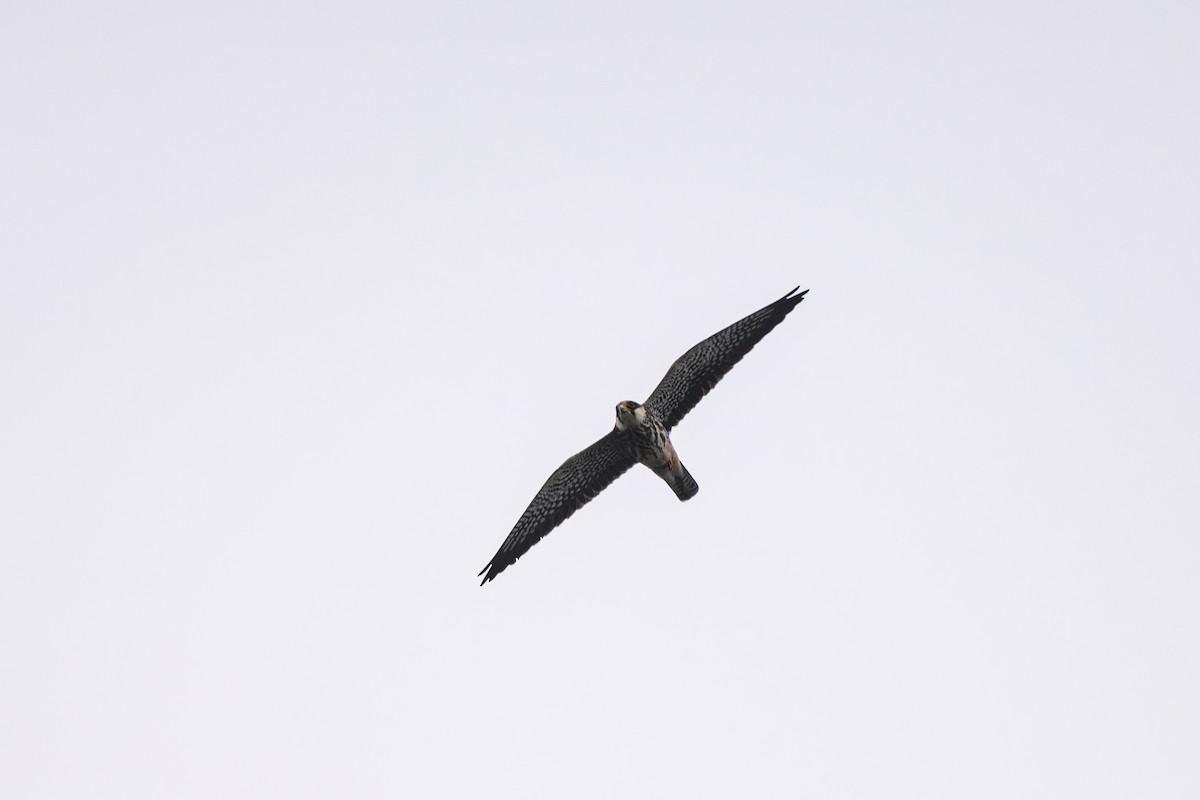 Falco dell'Amur - ML642650198