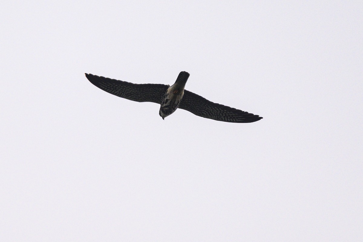 Falco dell'Amur - ML642650199