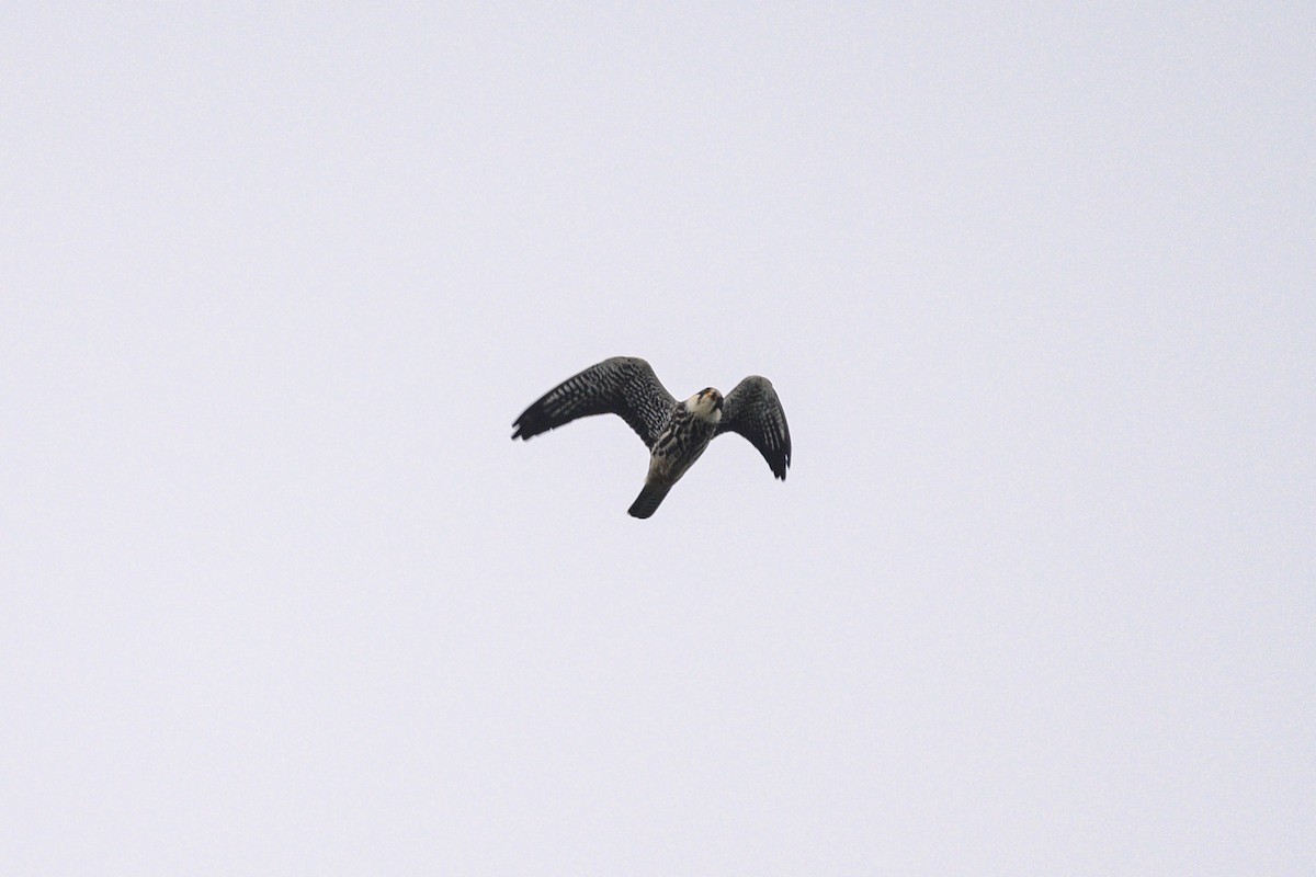 Falco dell'Amur - ML642650200