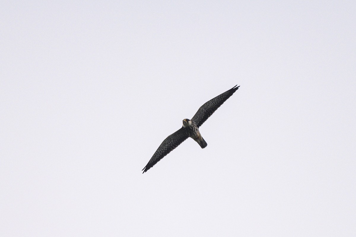 Falco dell'Amur - ML642650201