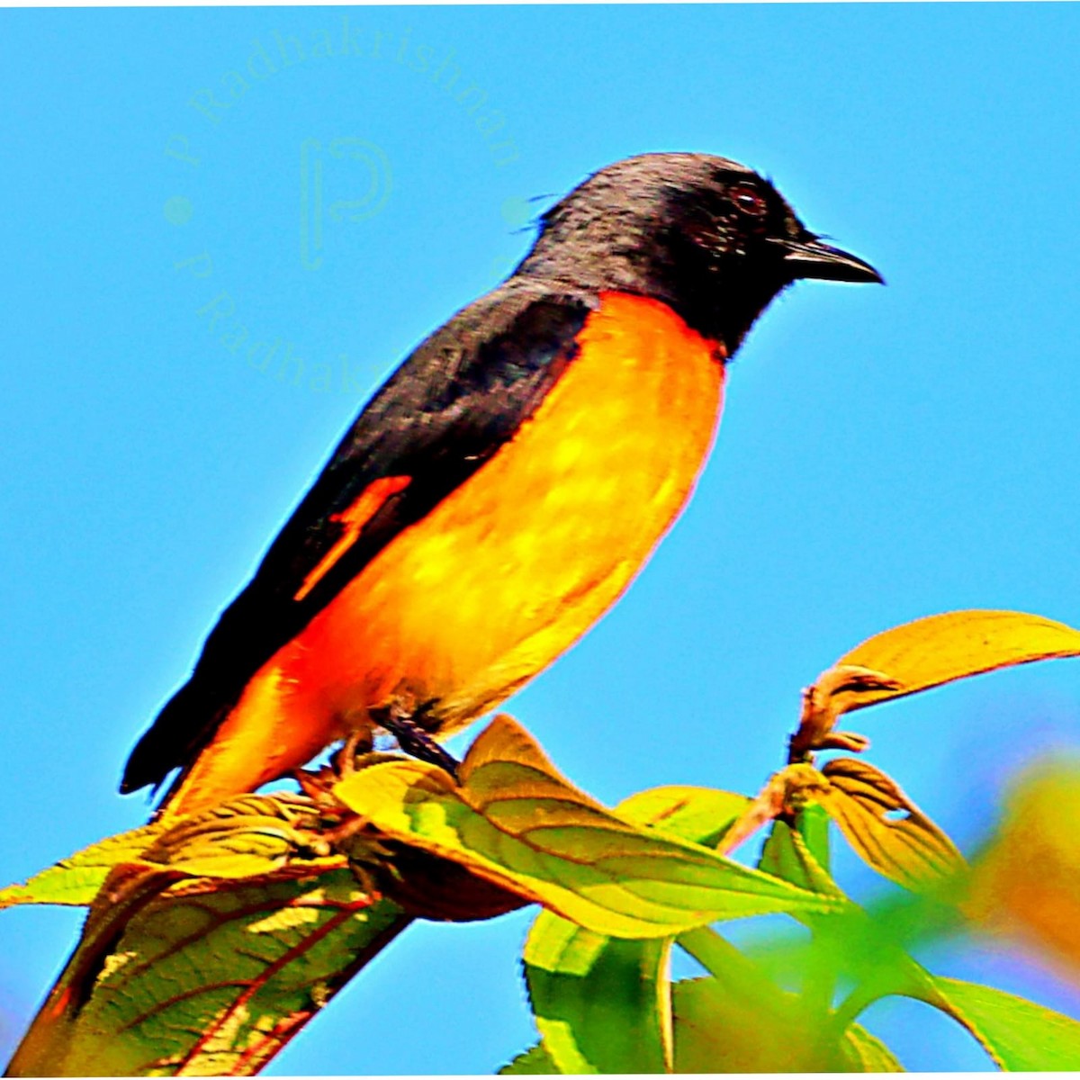 Small Minivet - ML642650205