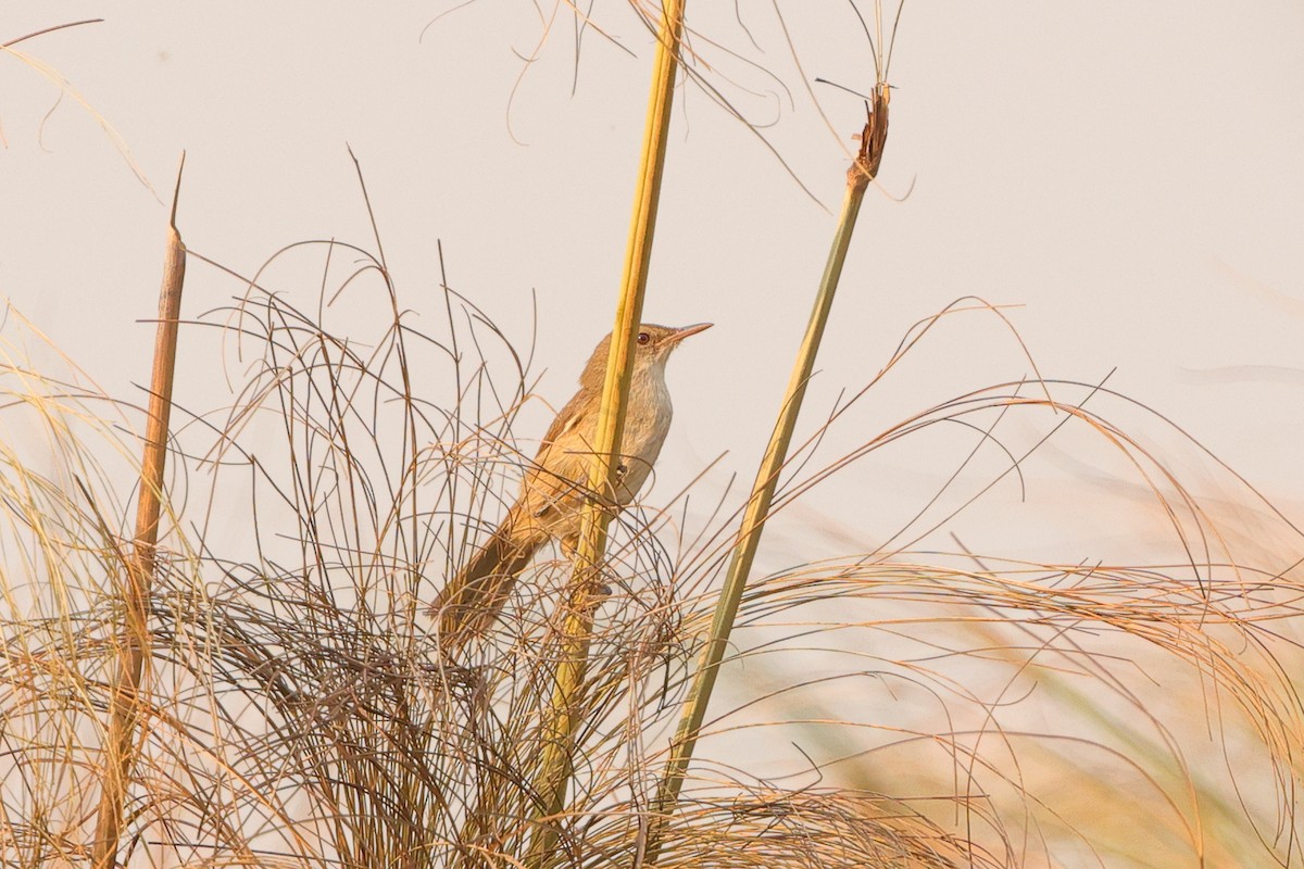 Lezkari arrunta [baeticatus Taldekoa] - ML642650236