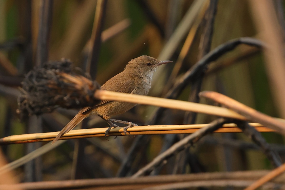 Lezkari arrunta [baeticatus Taldekoa] - ML642650237