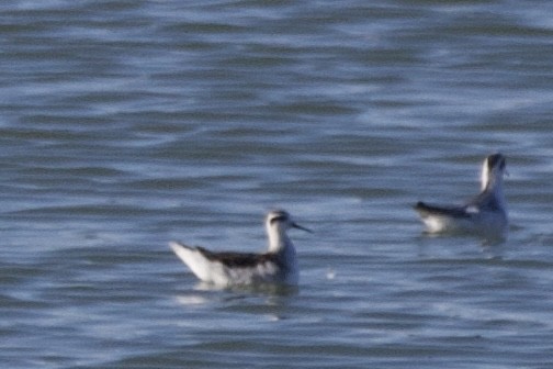 Red-necked Phalarope - ML642650239