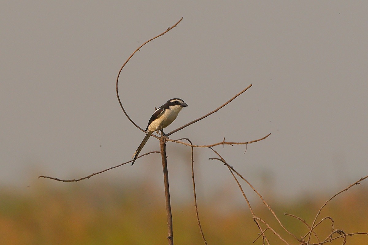 Southern Fiscal (Uhehe) - ML642650242