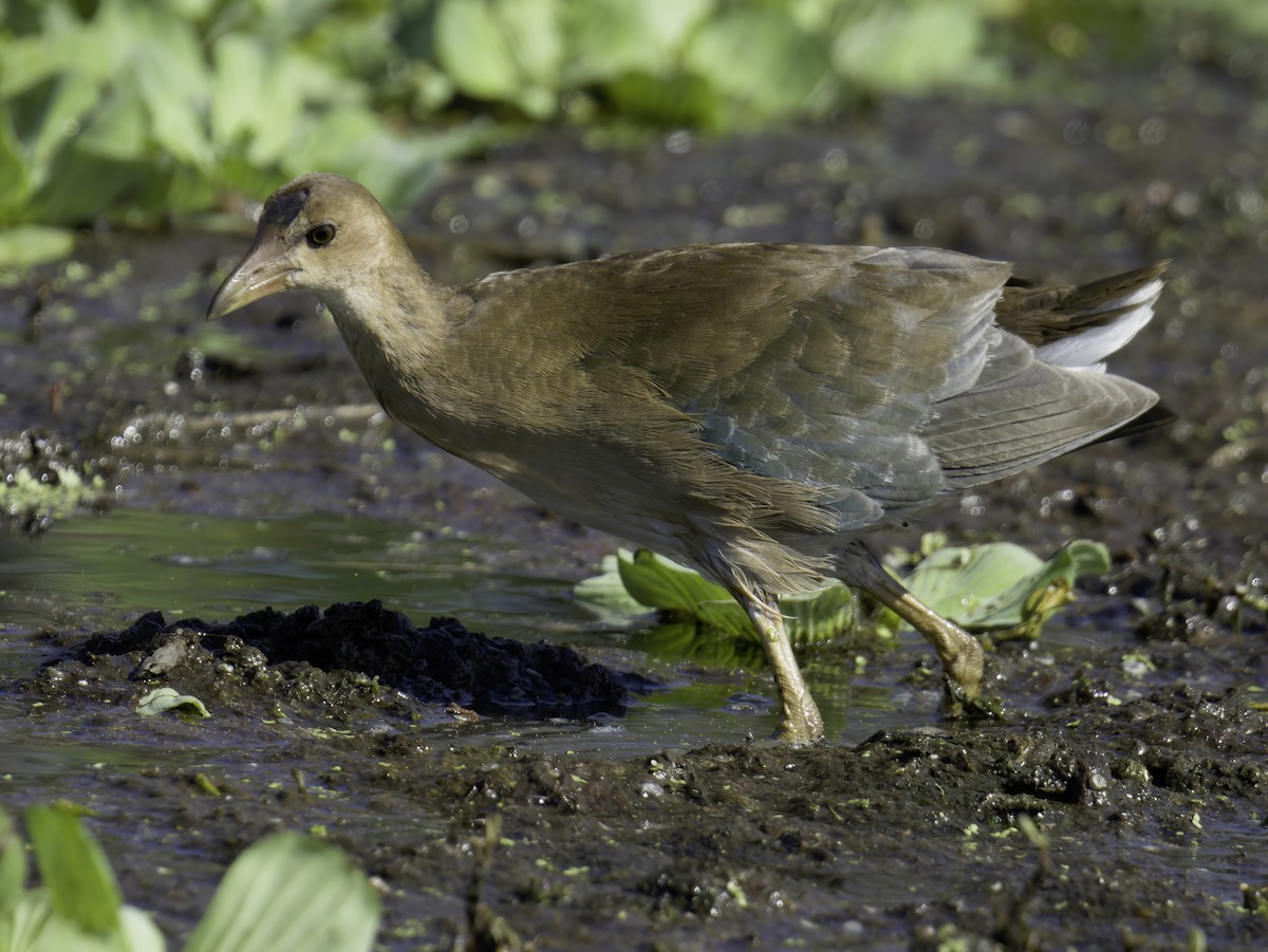 Purple Gallinule - ML642650244