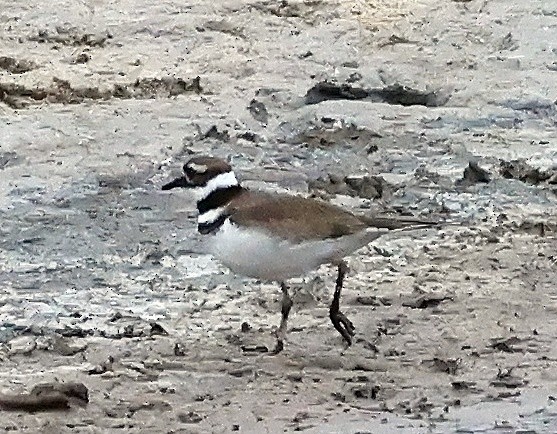 Killdeer - ML642650247