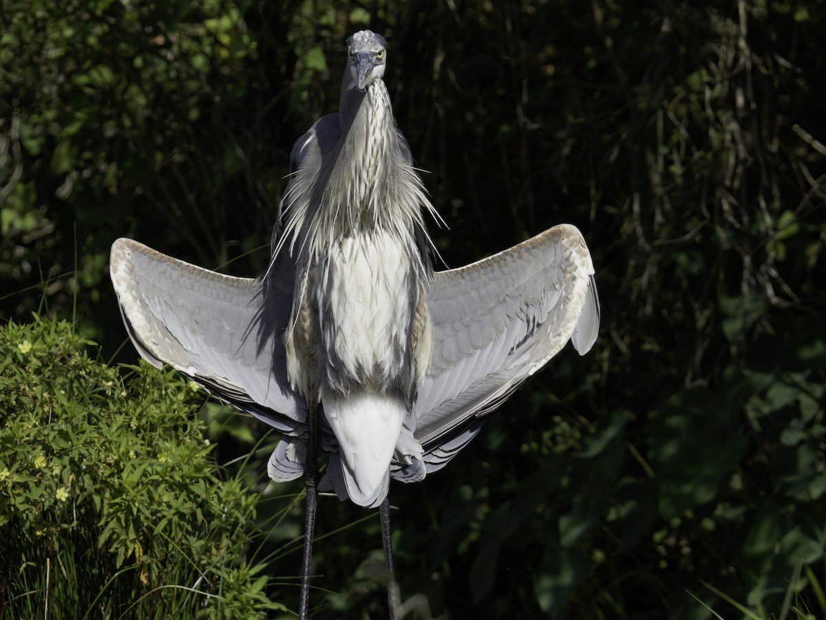 Great Blue Heron - ML642650250