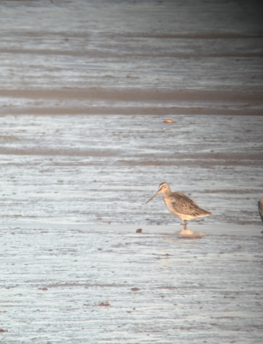 Long-billed Dowitcher - ML642650253