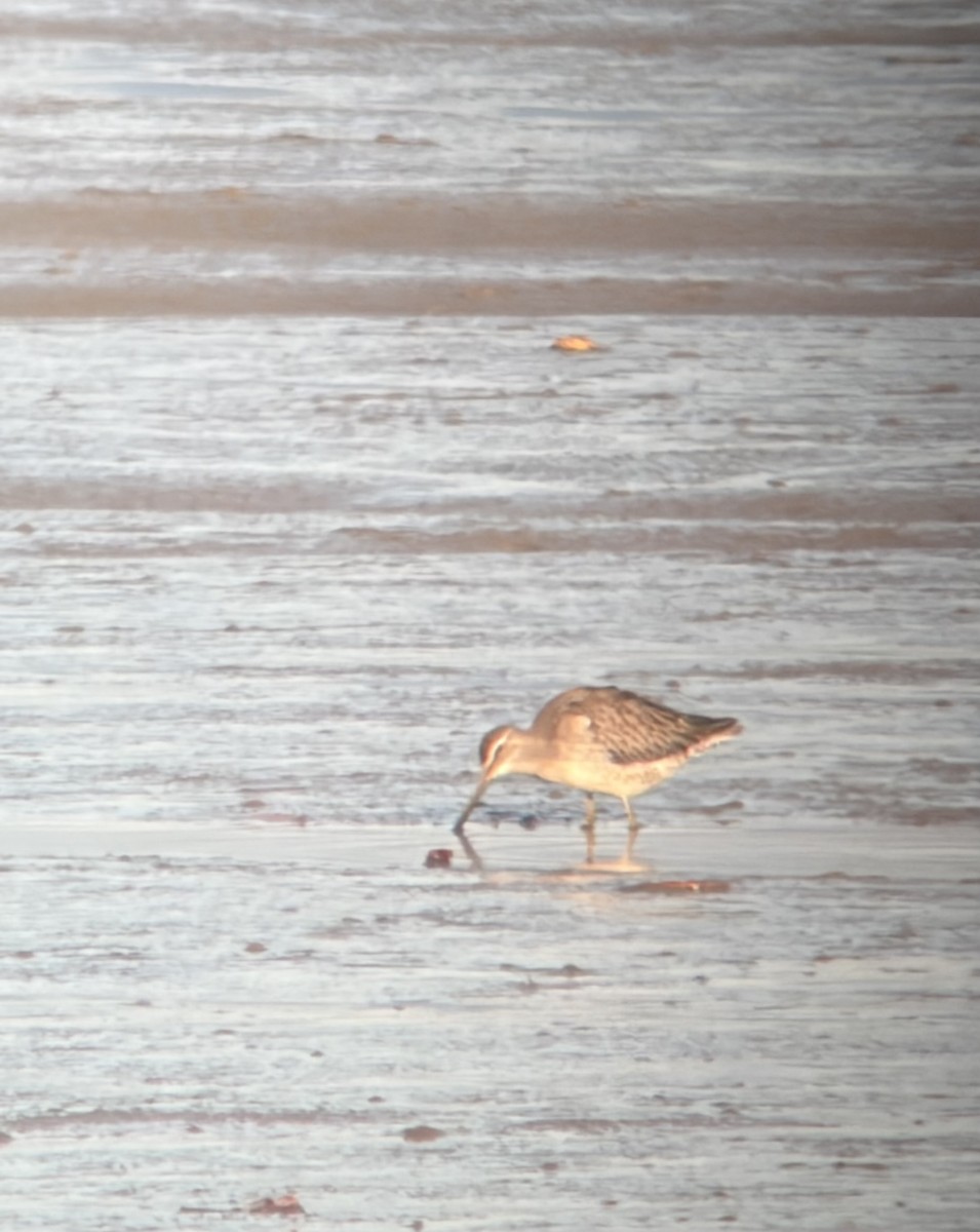 Long-billed Dowitcher - ML642650254