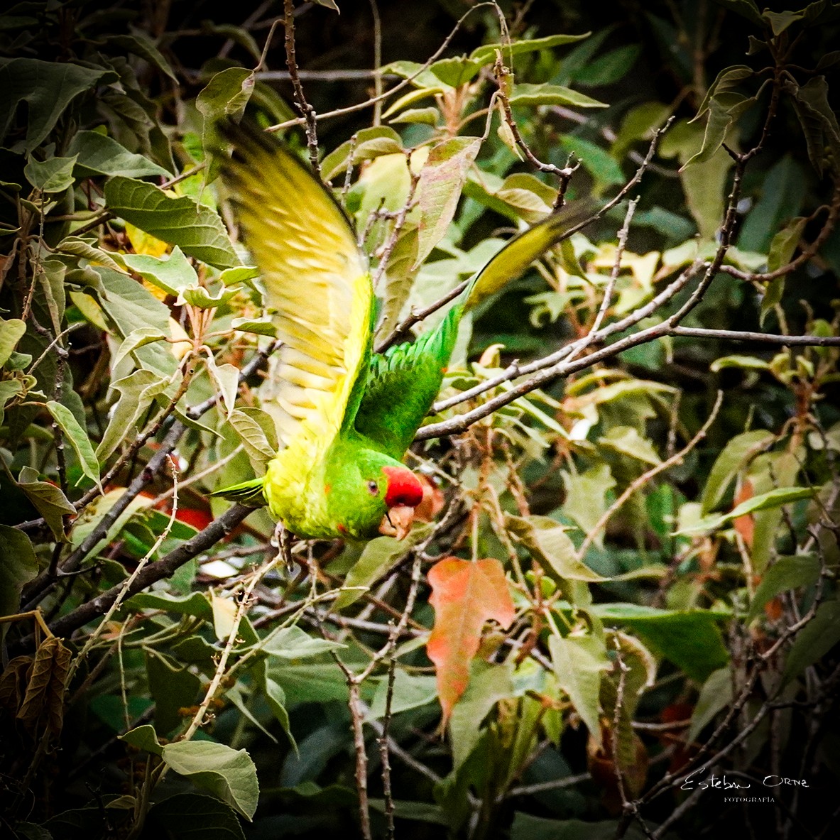 Scarlet-fronted Parakeet - ML642650260