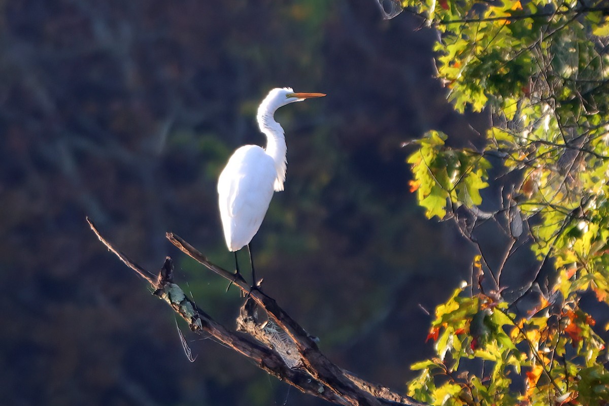 Great Egret (American) - ML642650272