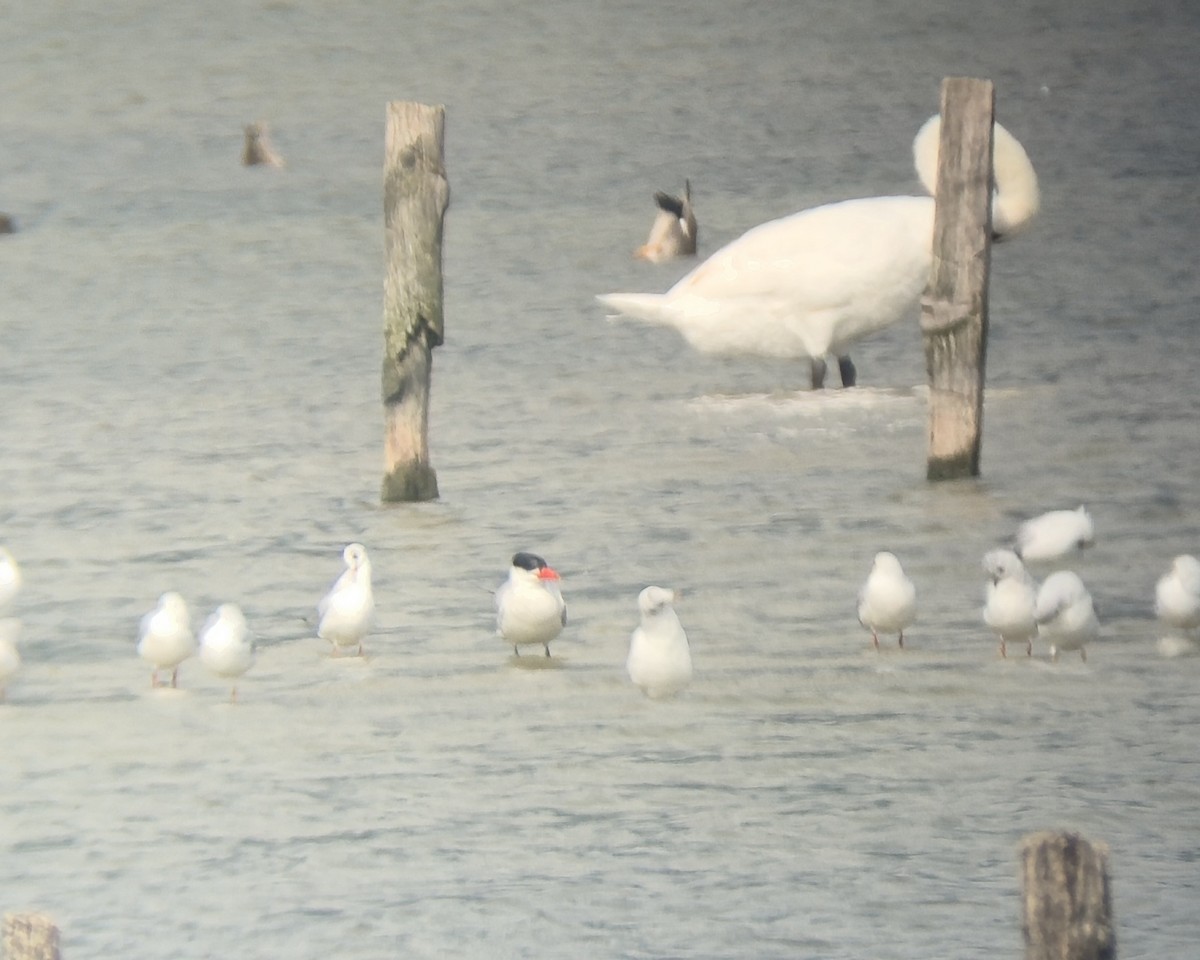 Caspian Tern - ML642650336