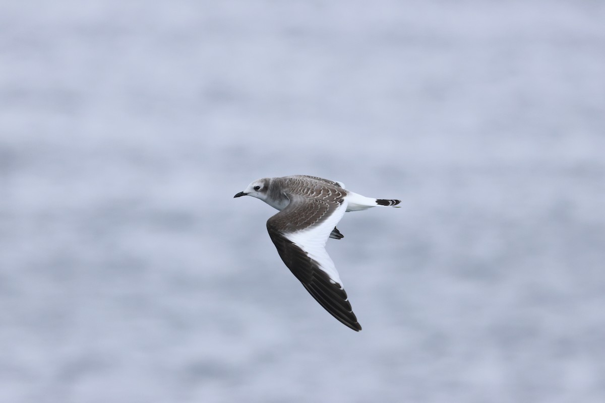 Sabine's Gull - ML642650348