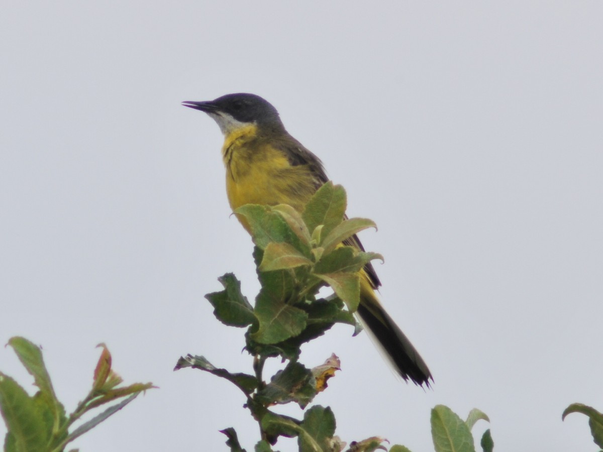 Bergeronnette printanière (iberiae/cinereocapilla/pygmaea) - ML642650350