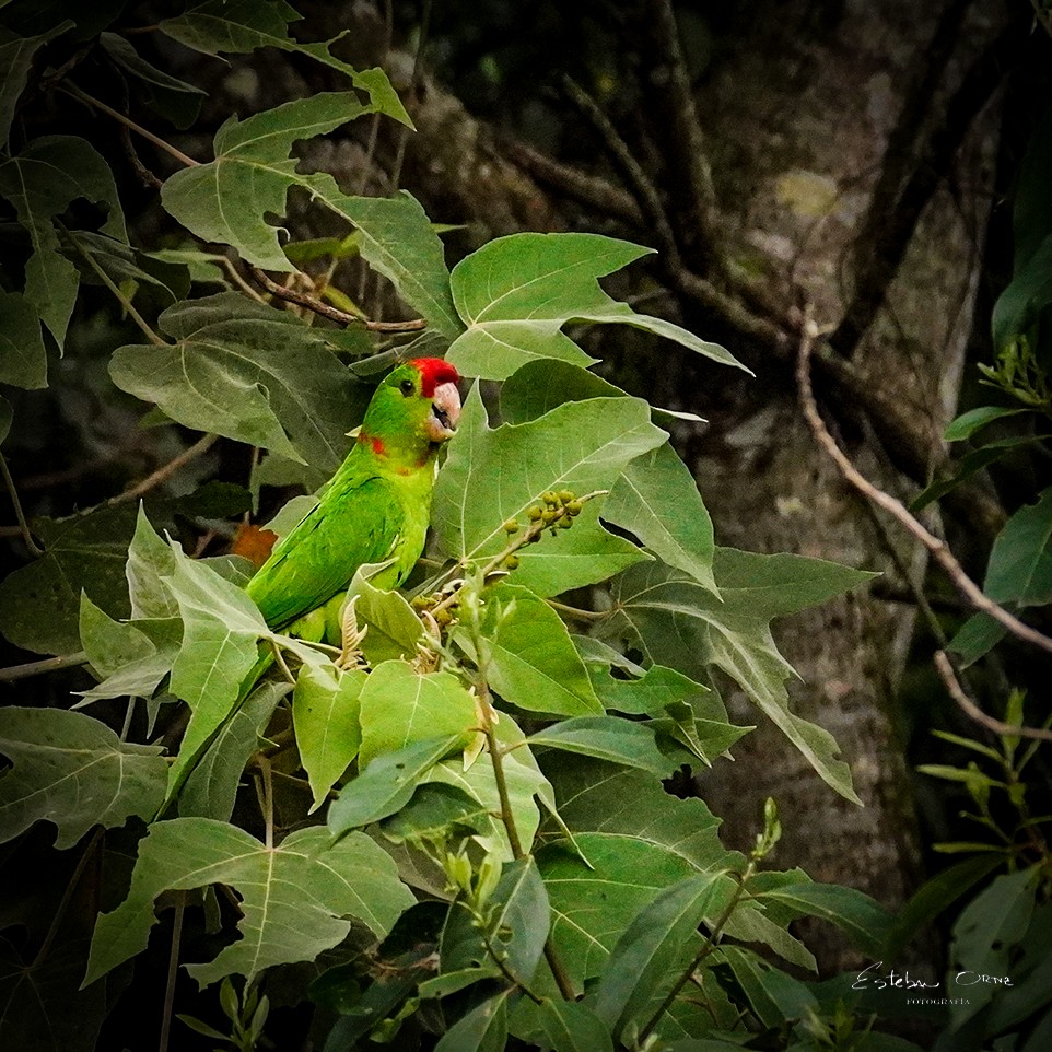 Scarlet-fronted Parakeet - ML642650371