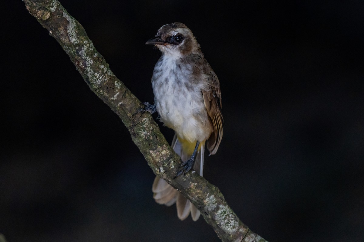 Yellow-vented Bulbul (Philippine) - ML642650380