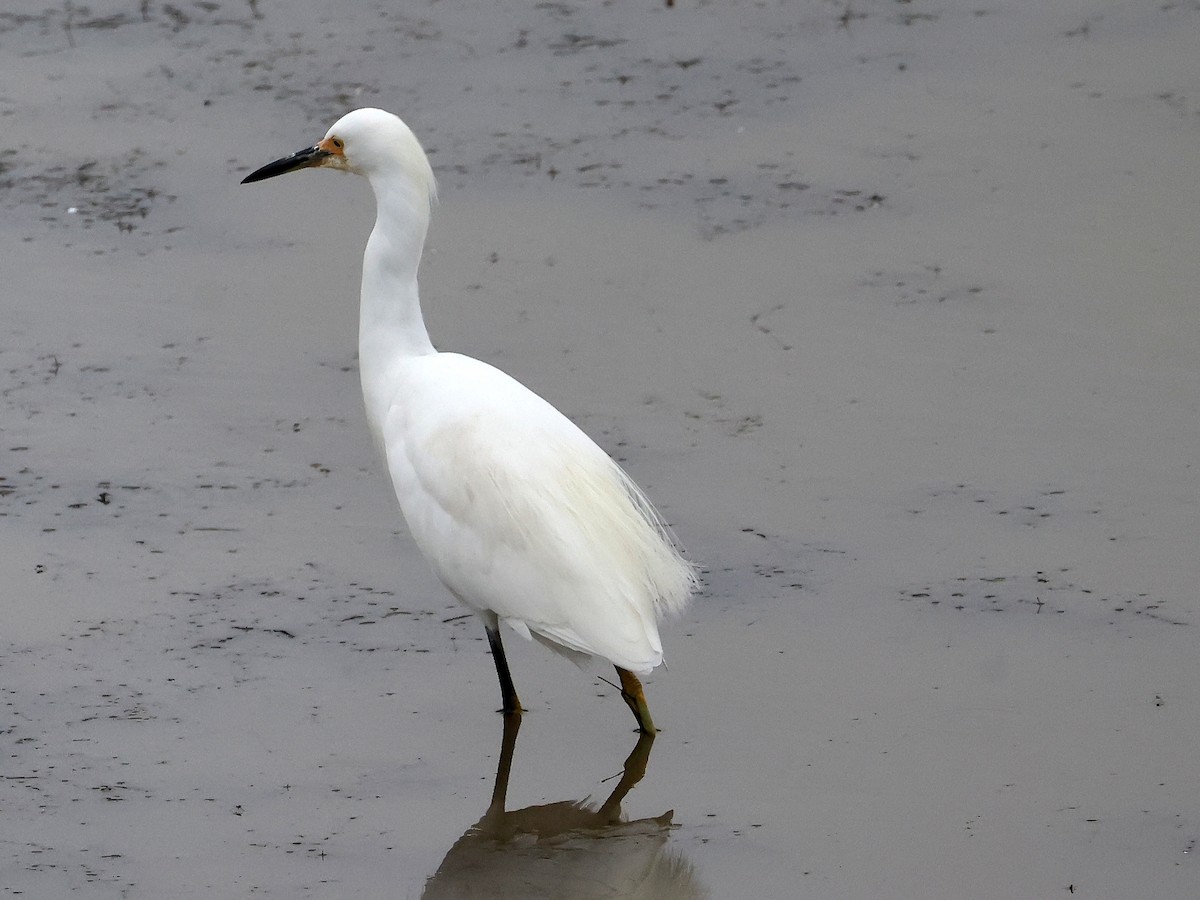 Snowy Egret - ML642650391