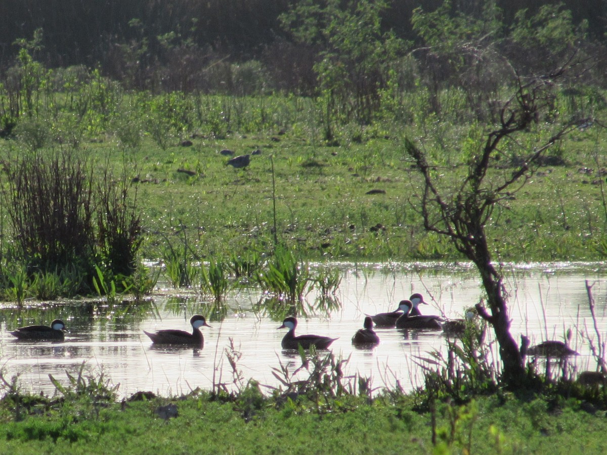 White-cheeked Pintail - ML642650396