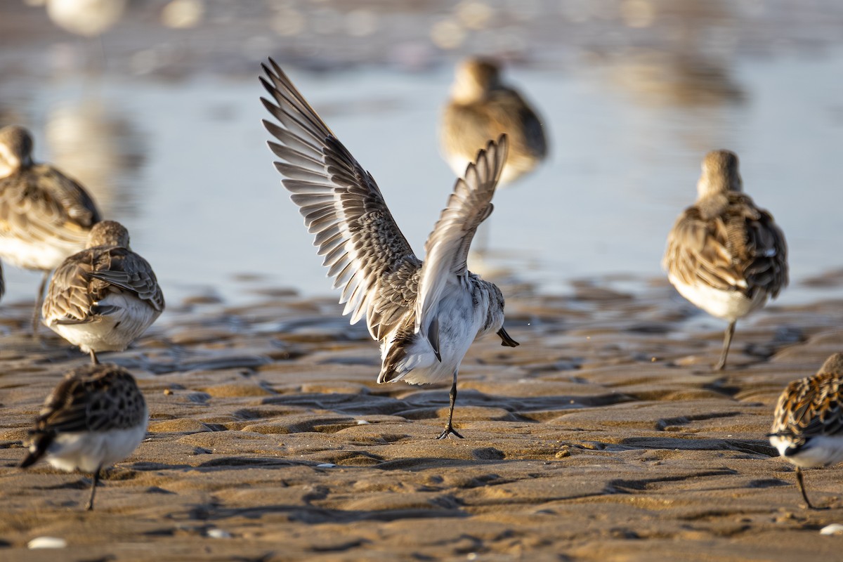 Spoon-billed Sandpiper - ML642650407