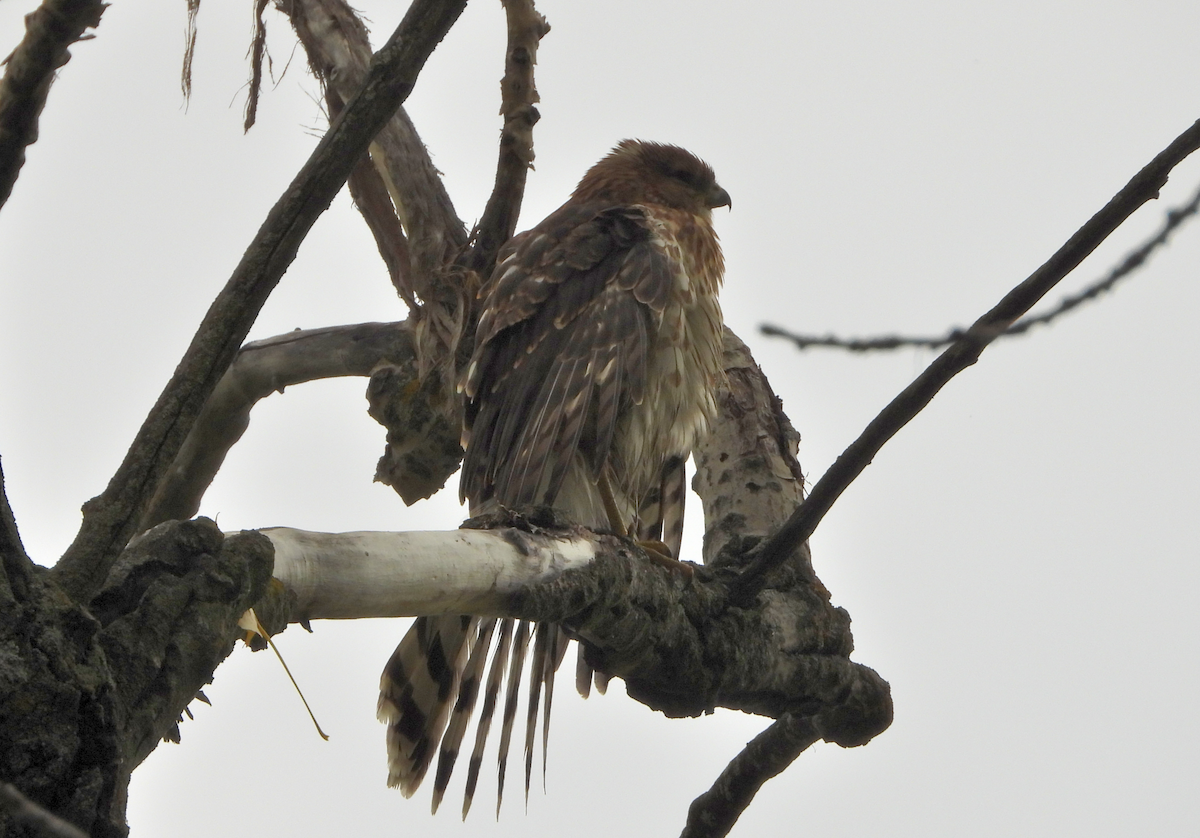 Cooper's Hawk - ML642650410