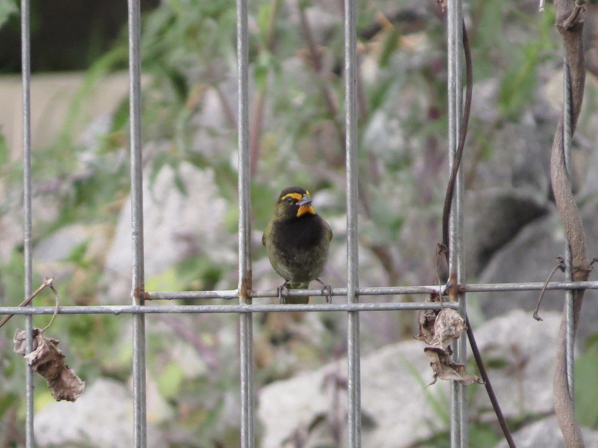 Yellow-faced Grassquit - ML642650420