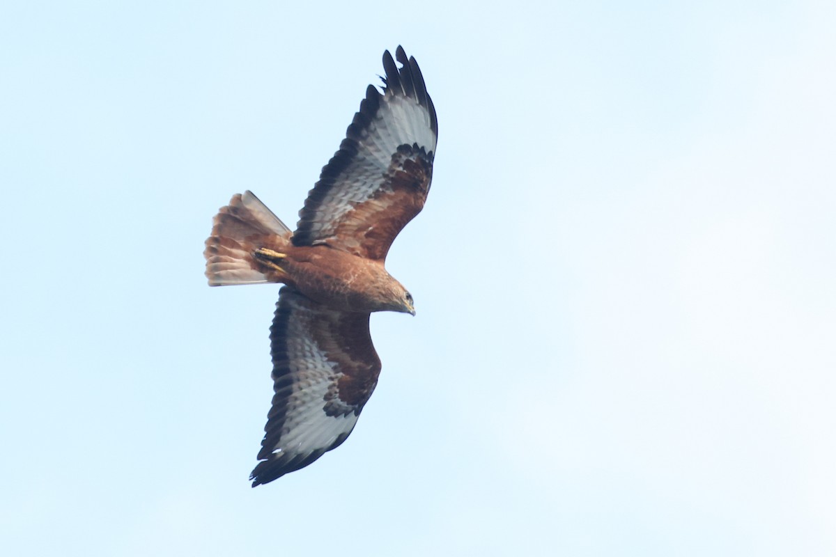 Elgin Buzzard (undescribed form) - ML642650425
