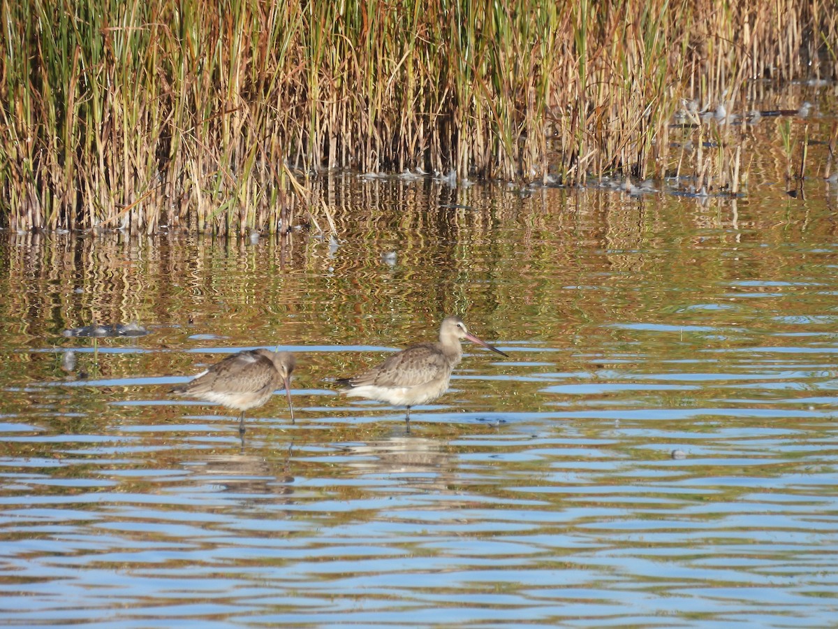 Hudsonian Godwit - ML642650456