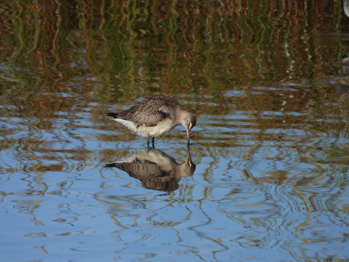 Hudsonian Godwit - ML642650457