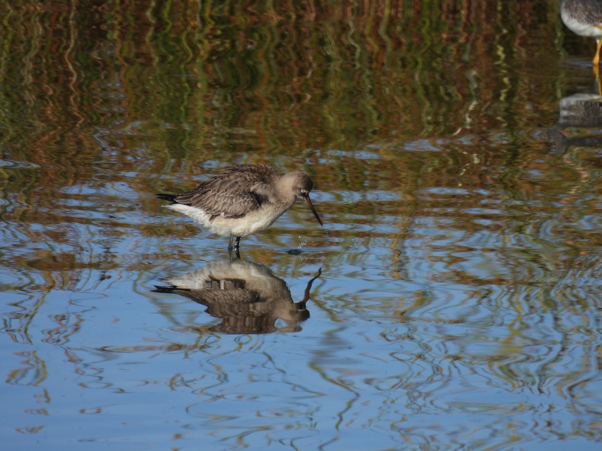 Hudsonian Godwit - ML642650458