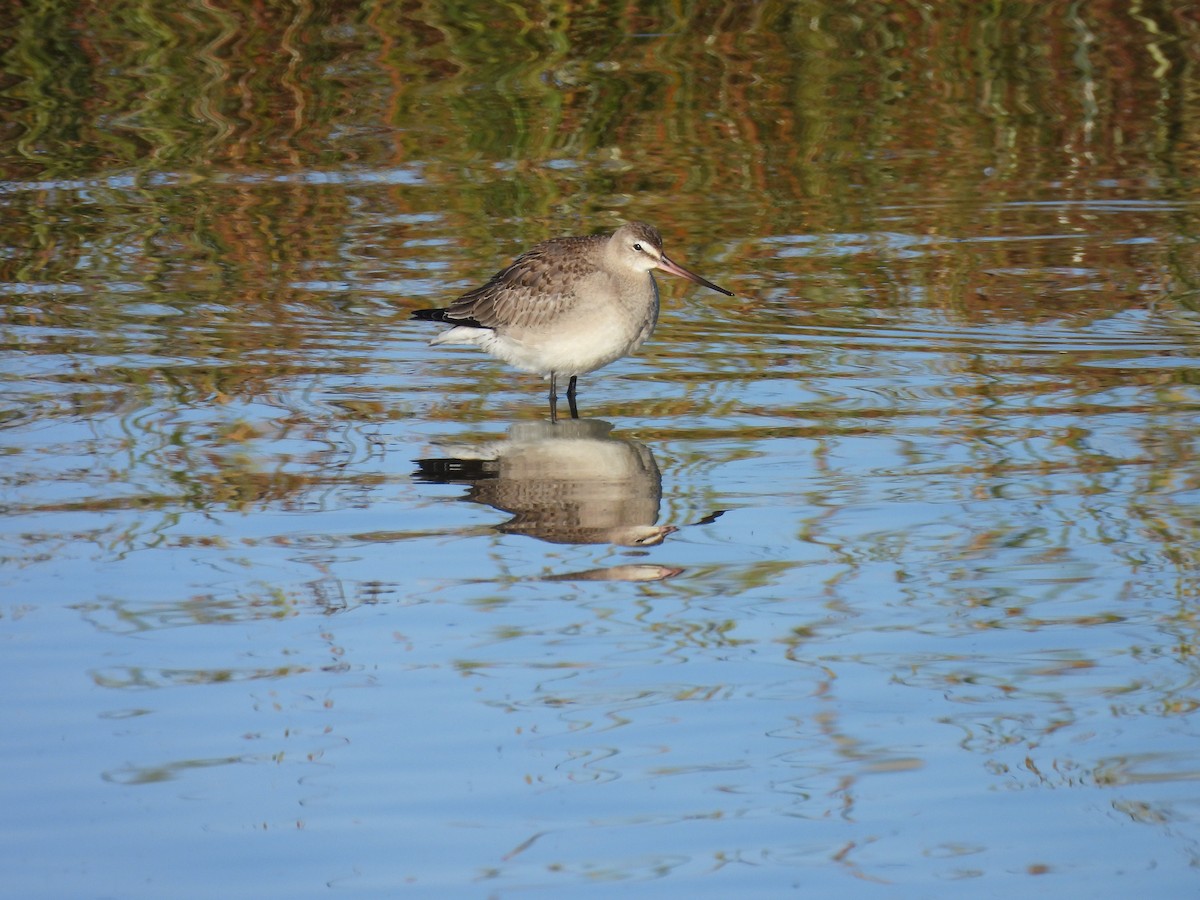 Hudsonian Godwit - ML642650459