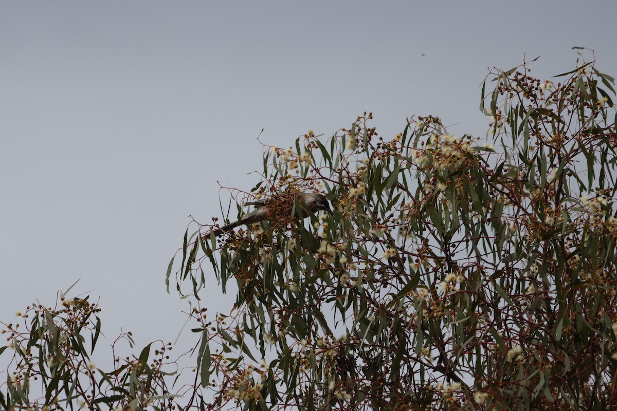 Red Wattlebird - ML642650461