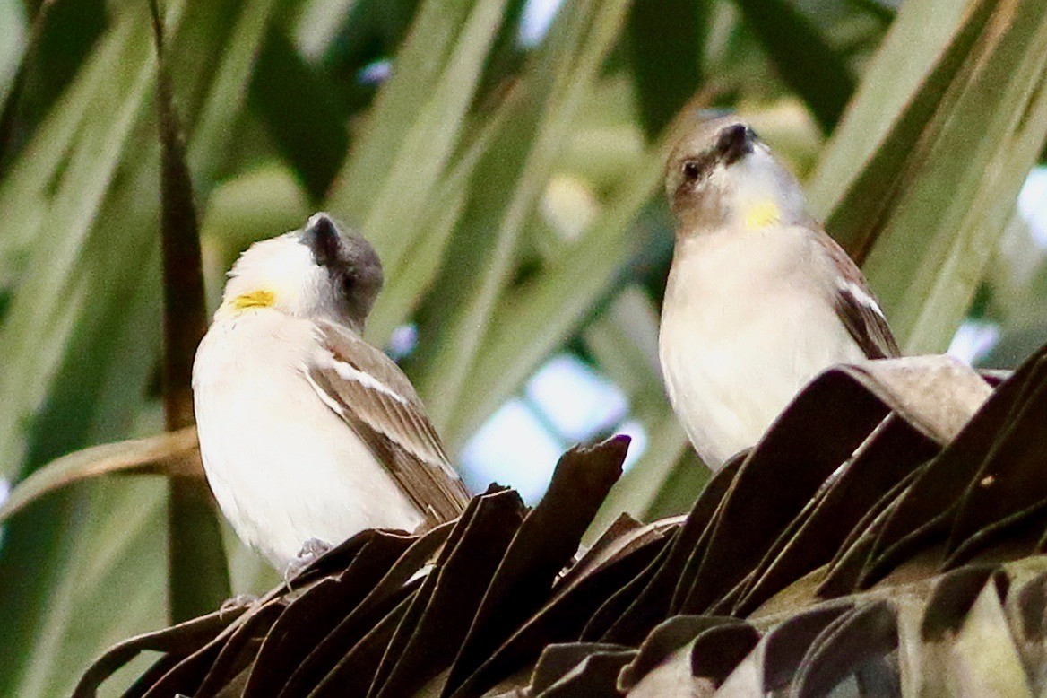 Yellow-throated Sparrow - ML642650473